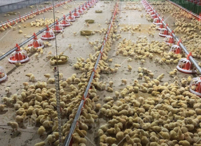steel chicken house